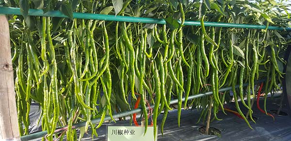 川椒种业：辣椒种植已成为农村经济发展首选作物