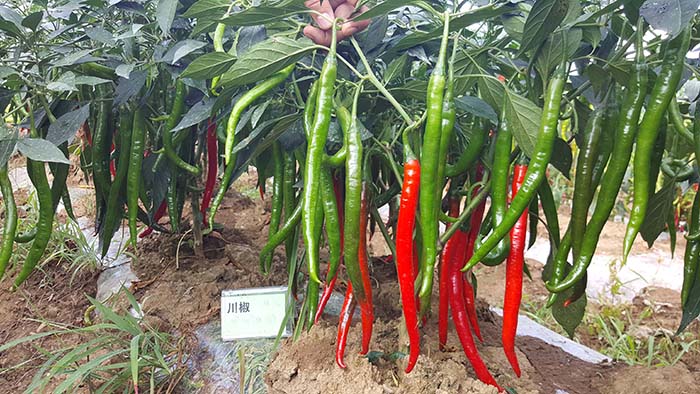川椒种业：辣椒在人体健康饮食过程中扮演了十分重要的角色