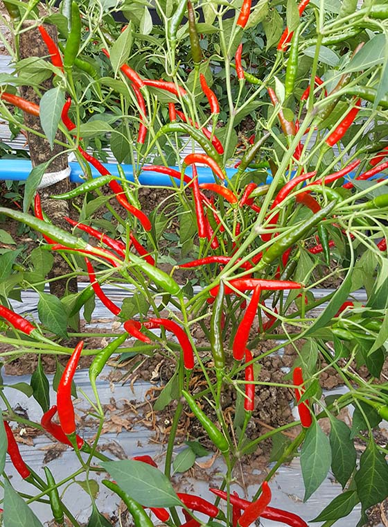 川椒种业-辣椒的品种