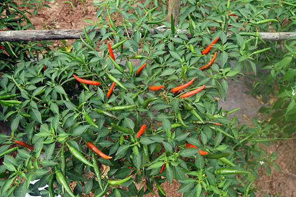 川椒种业：原来朝天椒并算不上是一流的辣椒