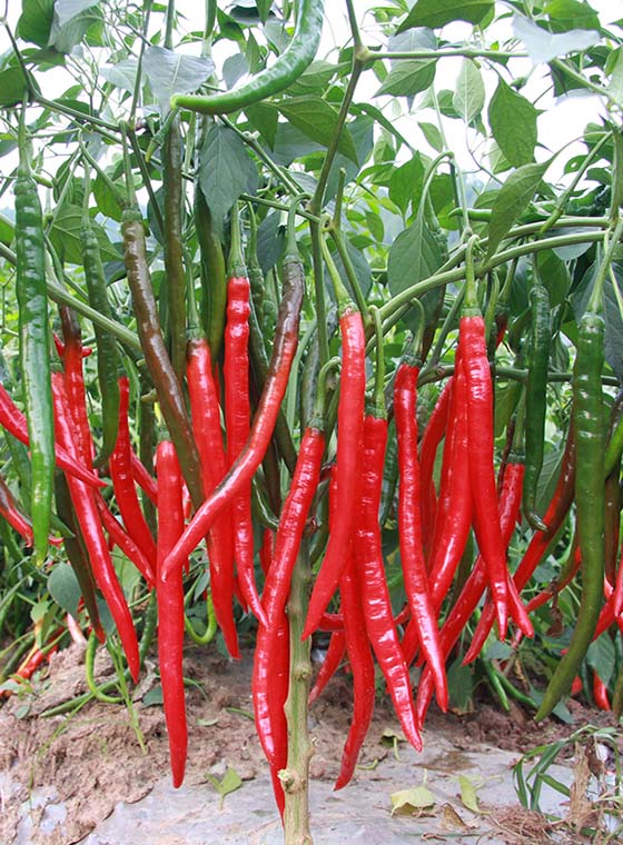 川椒种业-辣椒的种类