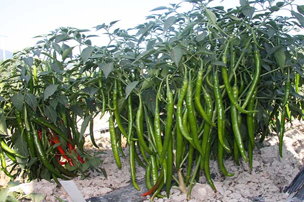 川椒种业-辣椒种子育苗的方法