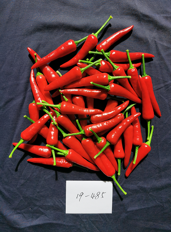 川椒种业-辣椒的品种