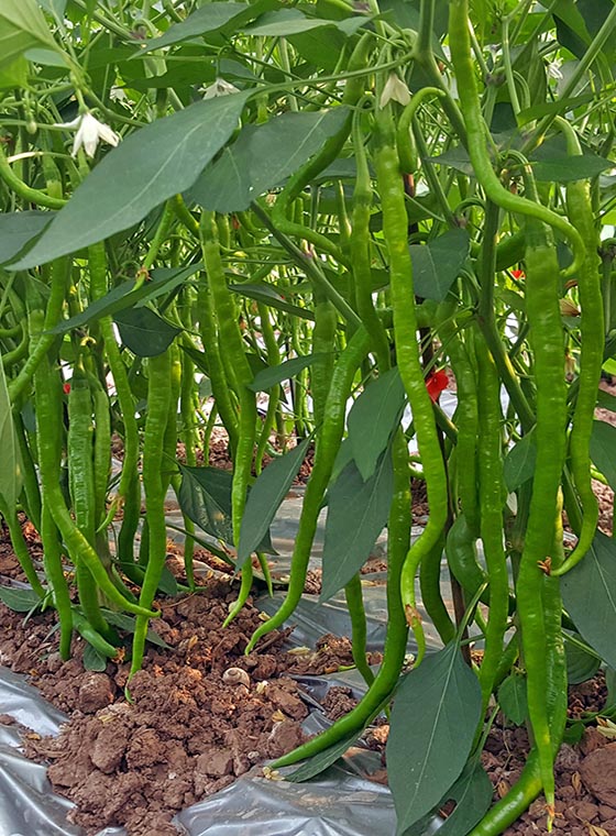 川椒种业-线辣椒的主要移栽方法