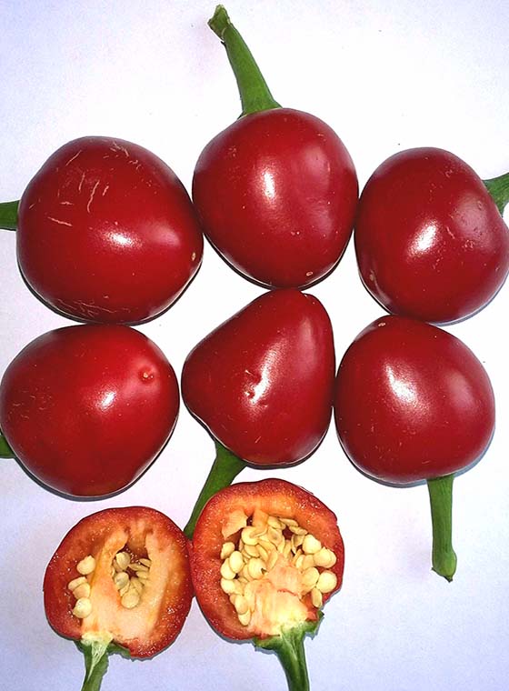 川椒种业-辣椒种子不同生育期需水特点与灌水