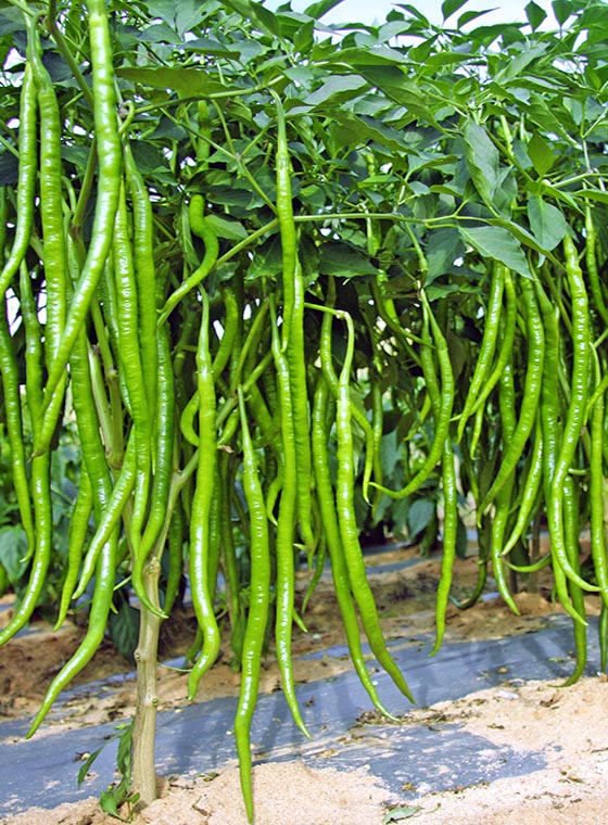 川椒种业-线辣椒的主要移栽方法