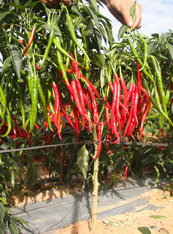 川椒种业-种植辣椒