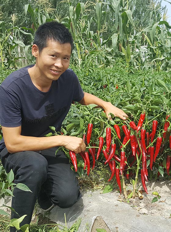 川椒种业-种植加工型辣椒种子什么品种好