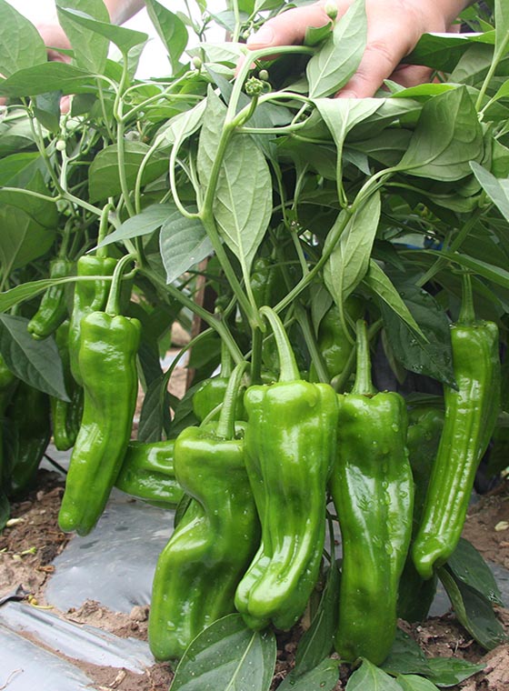 川椒种业-大青椒品种