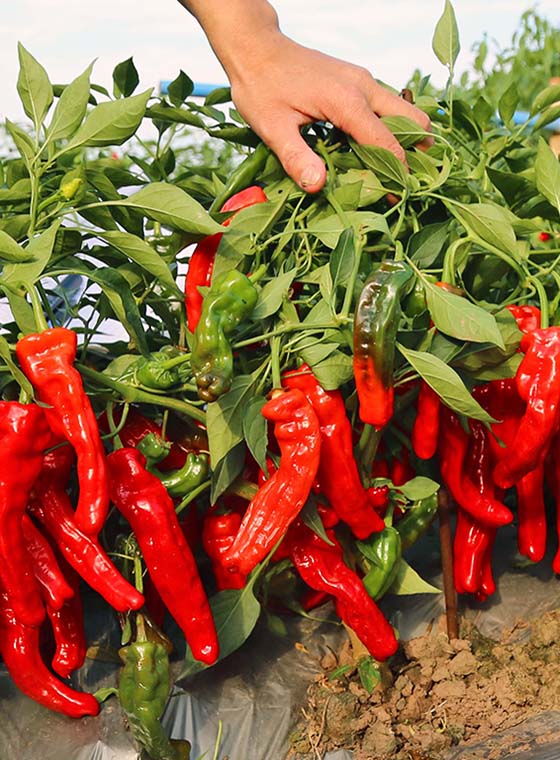 川椒种业-施肥对辣椒生长发育的影响