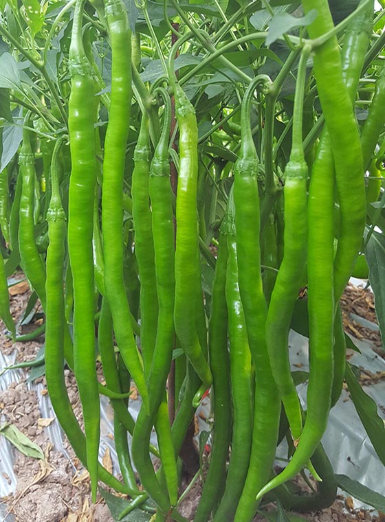川椒种业-辣椒生长环境