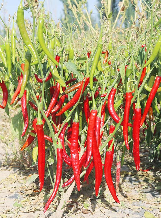 川椒种业-辣椒的种子