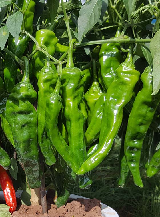 川椒种业-鲜食型辣椒品种