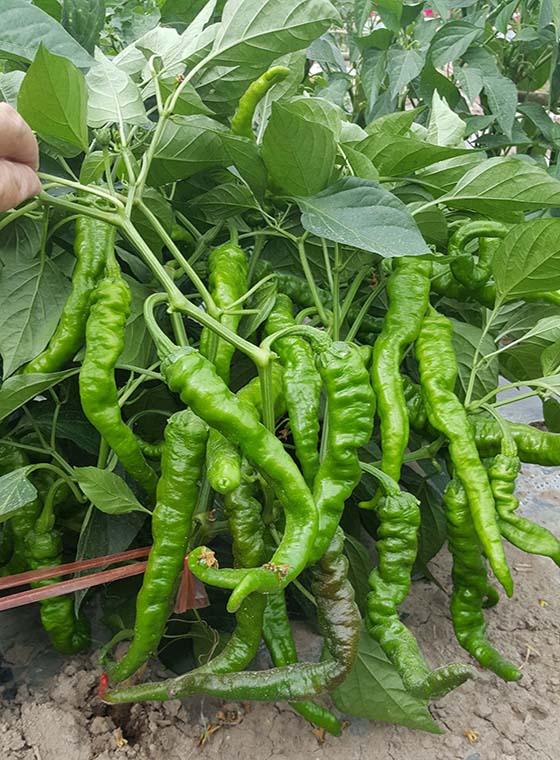 川椒种业-辣椒高产种植