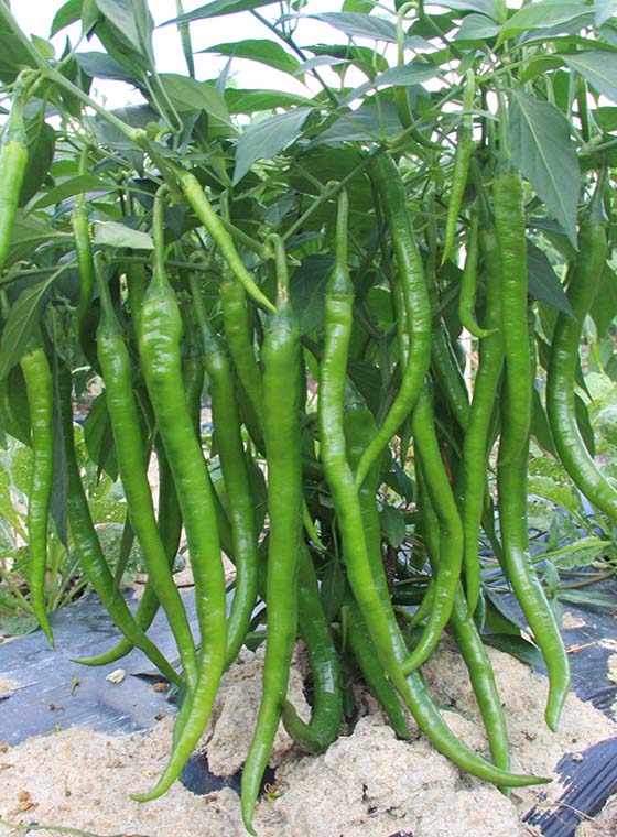 川椒种业-青椒品种种子