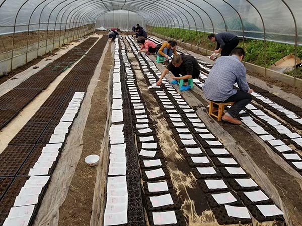 川椒种业-地膜覆盖节能滴灌栽培技术