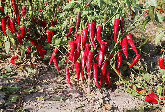 川椒种业：辣椒种子与生存环境的关系