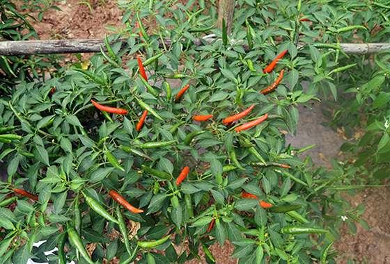 川椒种业：辣椒种子批发，怎样才能选到更加优质的种子？