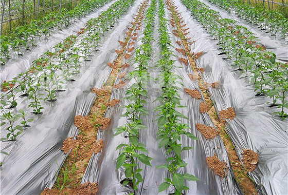 川椒种业：辣椒栽培技术之地膜覆盖栽培及效果