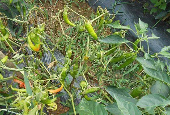 川椒种业：辣椒枯萎病的症状及防治方法