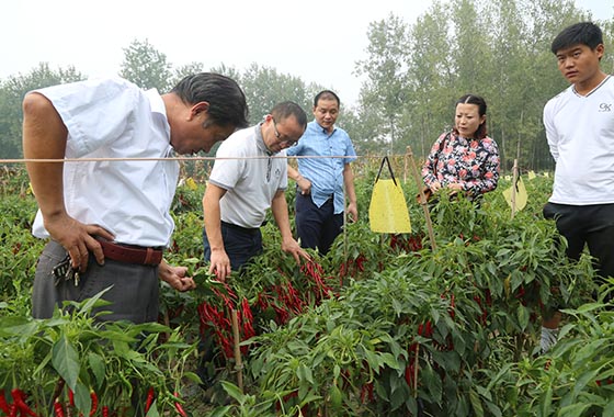 川椒种业：辣椒高产栽培技术