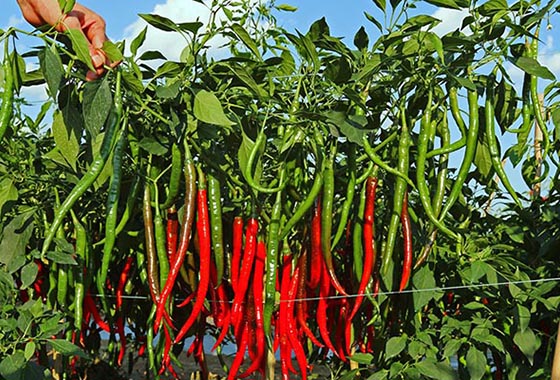 川椒种业：辣椒种子芽率，杂交一代种子要优于自己留种的种子