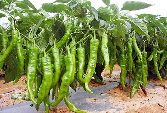 川椒种业：辣椒种子批发，川椒种业助力农户致富高产