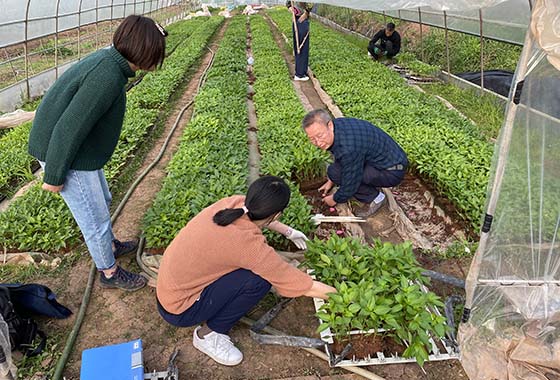 川椒种业：高产辣椒种子移栽方法