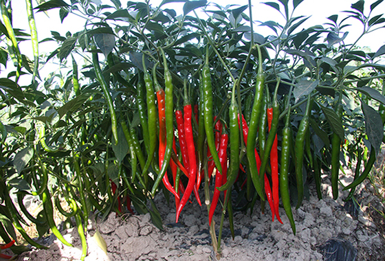 川椒种业：光照强度对辣椒种子生长的同化作用