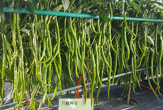 川椒种业：秋季辣椒种子，如何培育产能好？