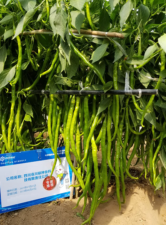 川椒种业-新品种线椒种子