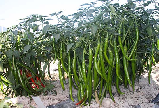 川椒种业：辣椒种子批发，将会成为新的投资风向