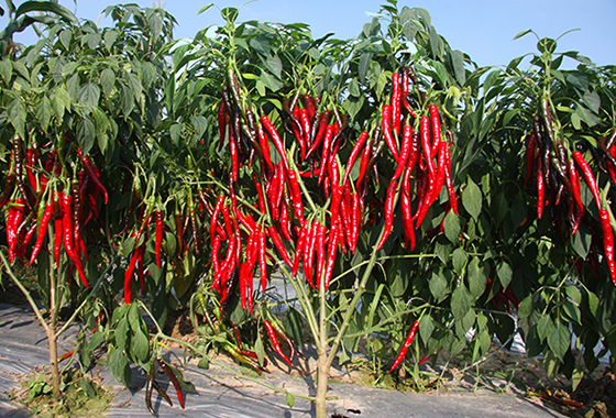 川椒种业：贵州种植户喜欢的辣椒种子批发商