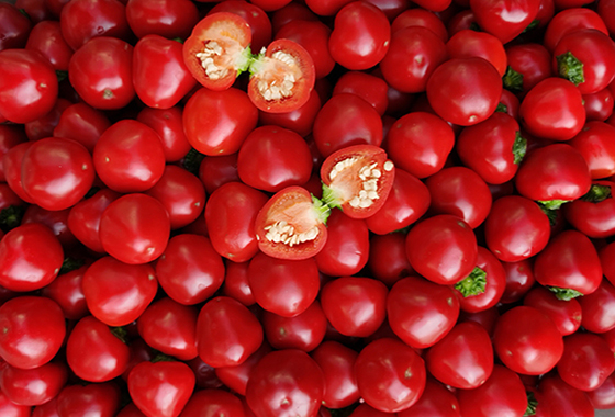 川椒种业：辣椒种植获得丰产，辣椒种子的选择极其重要