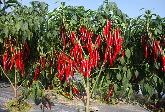 川椒种业：辣椒人工干制的方法、设施和设备