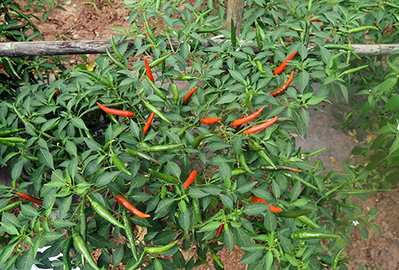 川椒种业：辣椒的品种如何？选择教你几招