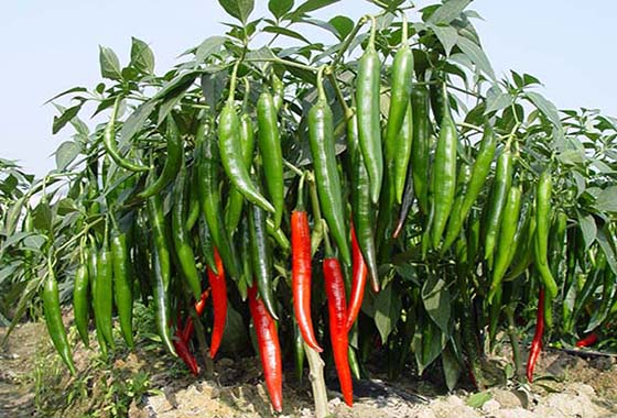 川椒种业：辣椒种植从育苗到移栽，你真的了解吗？