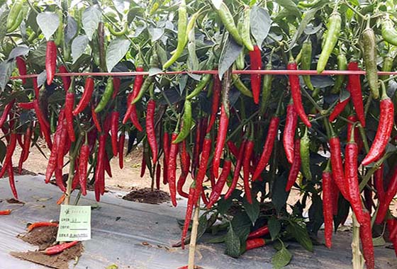 川椒种业：发家致富路，从高产辣椒新品种开始