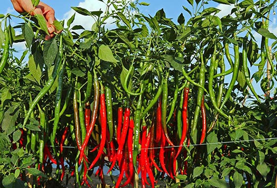 川椒种业：为广大农户提供高产辣椒的种植技术，助您种出好辣椒