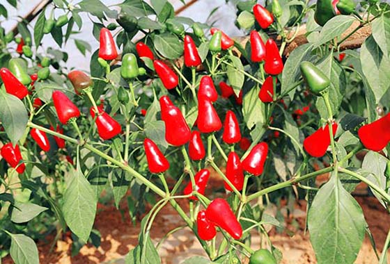 川椒种业：辣椒分多少品种，您知道吗？