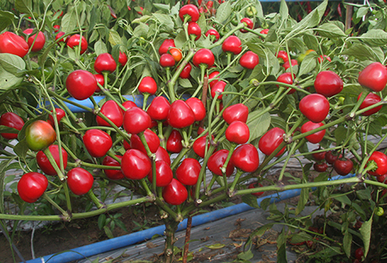 川椒种业：选择辣椒种子品种时应注意抗病性