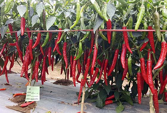 川椒种业：辣椒种植较传统经济作物更能让农民增收