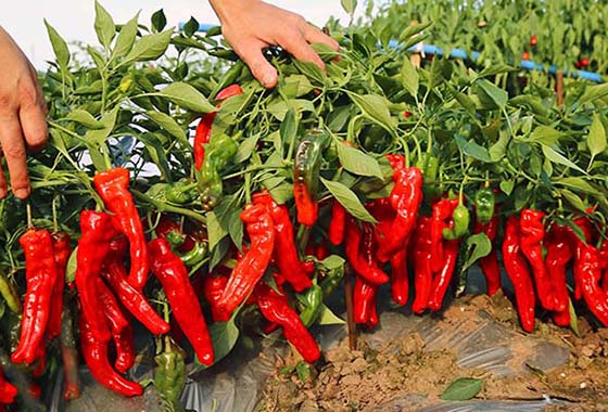 川椒种业：辣椒的品种有多少？