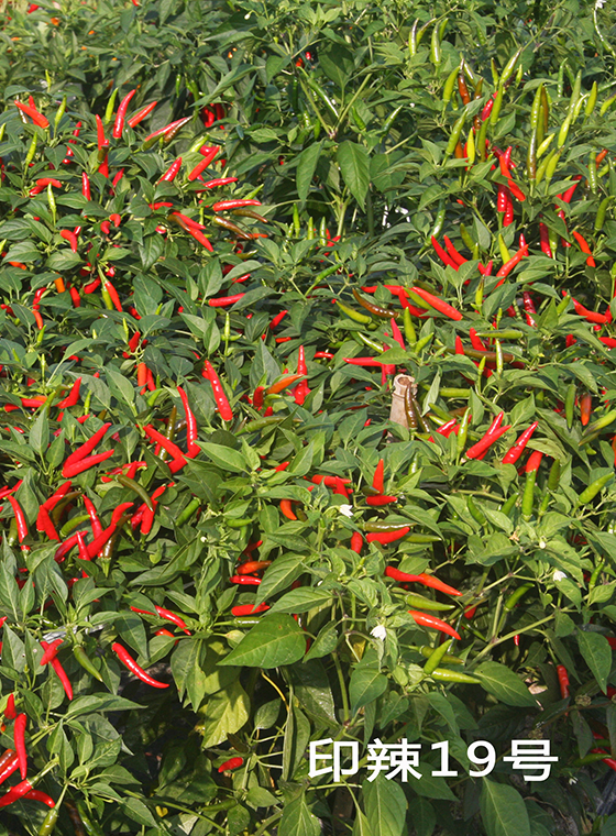 川椒种业-朝天椒品种
