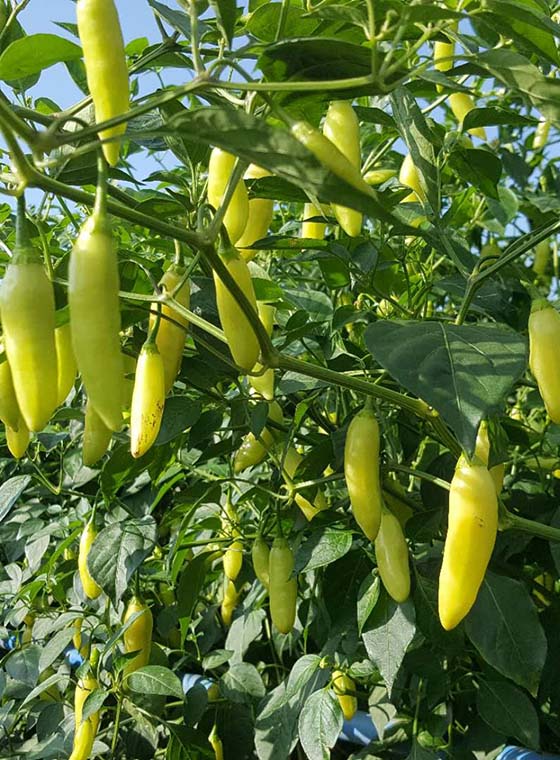川椒种业-辣椒采收摘和保鲜的技术