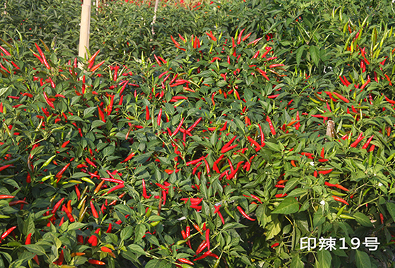 川椒种业：为什么越来越多的种植户选择朝天椒呢？