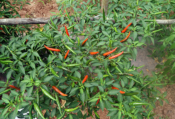 川椒种业：川椒种业：种植辣椒，如何让辣椒高产