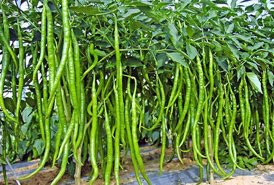 川椒种业：我国线辣椒的主要移栽方法