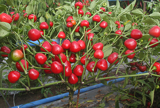川椒种业：小辣椒价格受品种因素影响