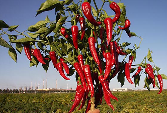 川椒种业：高产辣椒种子保质保量，种植方法是关键